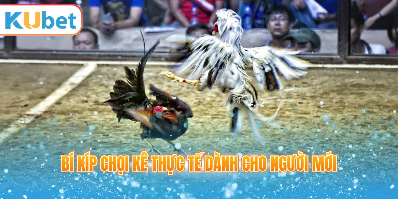 Bí kíp chọi kê thực tế dành cho người mới
