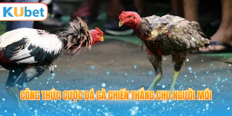 Công thức cược đá gà chiến thắng cho người mới