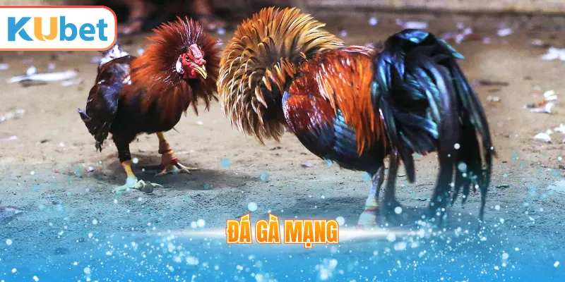 Đá gà mạng