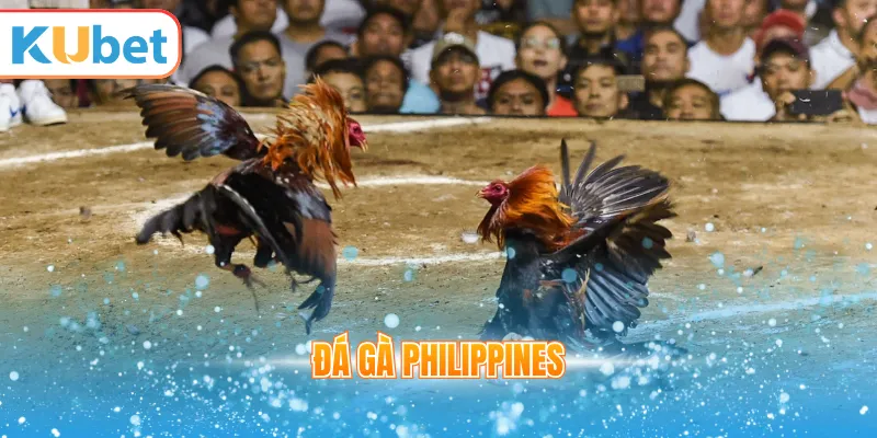Đá gà Philippines