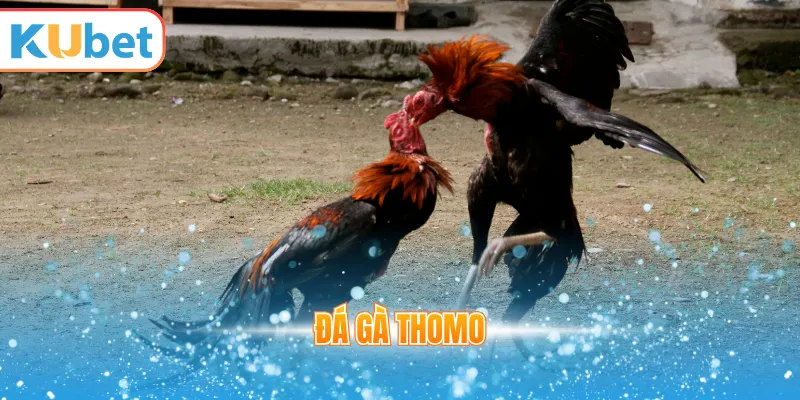 đá gà thomo