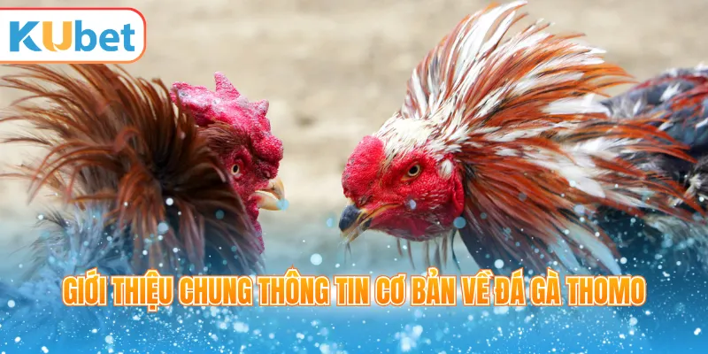 Giới thiệu chung thông tin cơ bản về đá gà Thomo