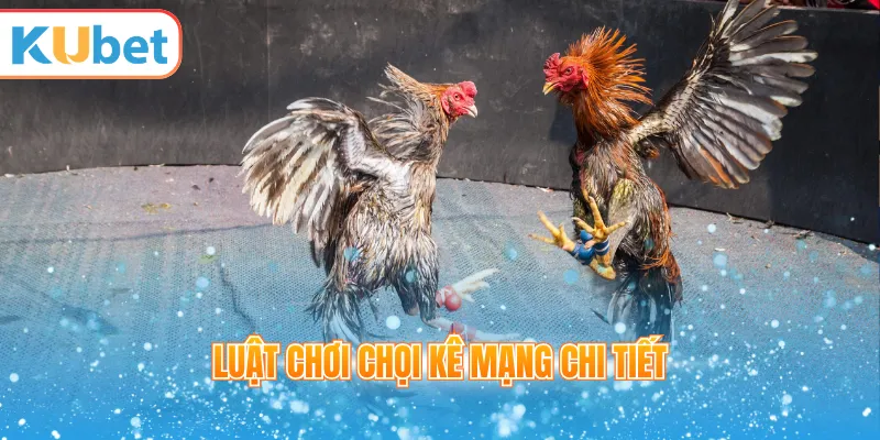 Luật chơi chọi kê mạng chi tiết