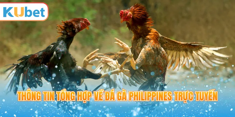 Thông tin tổng hợp về đá gà Philippines trực tuyến