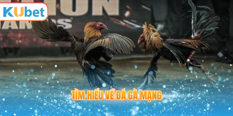 Tìm hiểu về đá gà mạng